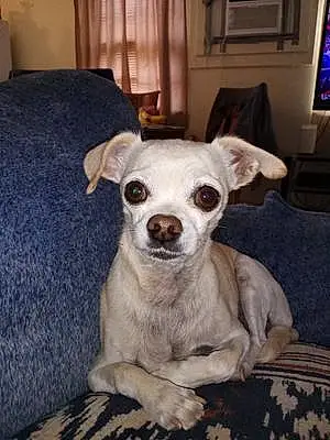 Chihuahua Dog Guppy Trujillo