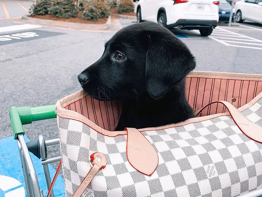 Dog, Car, Hood, Vehicle, Carnivore, Automotive Tire, Dog breed, Wheel, Automotive Lighting, Automotive Exterior, Companion dog, Bag, Bicycle Basket, Vroom Vroom, Luggage And Bags, Plant, Tire, Dog Supply, Snout, Bumper