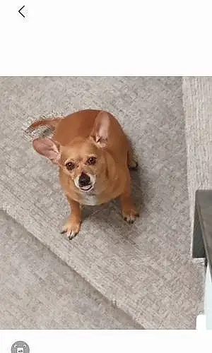 Name Chihuahua Dog Nugget