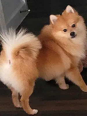 Pomeranian Dog Furbee