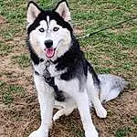 Dog, Dog breed, Sled Dog, Carnivore, Grass, Siberian Husky, Companion dog, Pet Supply, Canidae, Working Animal, Working Dog, Collar, Furry friends, Ancient Dog Breeds, Non-sporting Group