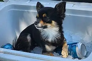 Name Chihuahua Dog Rascal