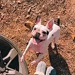 Dog, Dog breed, Leg, Carnivore, Plant, Pink, Companion dog, Fawn, Grass, Toy Dog, Working Animal, Snout, Automotive Tire, Beauty, Terrestrial Animal, Bulldog, Fun, Whiskers, Steering Wheel