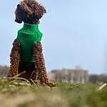 Toy, Sky, Water Dog, Fawn, Grass, Wool, Art, Stuffed Toy, Furry friends, Woolen, Companion dog, Landscape, Canidae, Soil, Terrestrial Animal, Tail, Crochet, Grassland