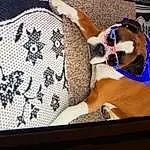 Sunglasses, Comfort, Goggles, Fawn, Thigh, Eyewear, Chest, Linens, Human Leg, Trunk, Pattern, Room, Abdomen, Fashion Accessory, Display Device, Furry friends, Companion dog, Woven Fabric, Canidae, Barechested