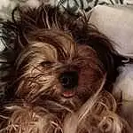 Dog, Eyes, Dog breed, Carnivore, Liver, Companion dog, Toy Dog, Snout, Working Animal, Small Terrier, Terrier, Furry friends, Canidae, Brown Hair, Maltepoo, Biewer Terrier, Whiskers, Yorkipoo, Puppy love