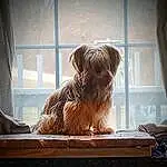 Dog, Window, Dog breed, Carnivore, Liver, Companion dog, Wood, Fawn, Tints And Shades, Snout, Toy Dog, Canidae, Luggage And Bags, Art, Small Terrier, Furry friends, Terrier, Curtain, Hardwood