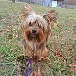 Dog, Dog breed, Carnivore, Liver, Plant, Companion dog, Tree, Grass, Working Animal, Water Dog, Canidae, Toy Dog, Small Terrier, Terrier, Tail, Furry friends, Soil