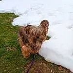Dog, Snow, Dog breed, Liver, Grass, Carnivore, Fawn, Companion dog, Toy Dog, Freezing, Collar, Snout, Water Dog, Plant, Terrier, Dog Supply, Tail, Tire, Working Animal, Furry friends