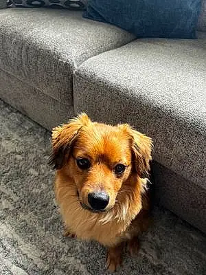 Name Pomeranian Dog Yogi