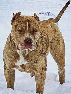 Name American Bully Dog Ruger
