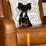 Hair, Brown, Dog, Furniture, Couch, Comfort, Carnivore, Dog breed, Dog Supply, Fawn, Working Animal, Companion dog, Wood, Liver, Living Room, Hardwood, Pillow, Studio Couch, Room