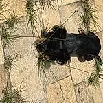 Plant, Dog, Carnivore, Grass, Tints And Shades, Dog breed, Terrestrial Animal, Tail, Working Animal, Landscape, Soil, Shadow, Furry friends, Conifer, Rock, Sand