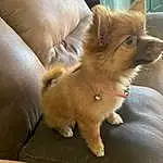 Dog, Dog breed, Carnivore, Fawn, Companion dog, Whiskers, Ear, Toy Dog, Working Animal, Snout, Dog Supply, Couch, Comfort, Canidae, Spitz, Furry friends, Volpino Italiano, Liver, Corgi-chihuahua