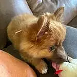 Dog, Dog breed, Carnivore, Spitz, Ear, Whiskers, Companion dog, Fawn, Toy Dog, Comfort, German Spitz, Snout, Canidae, German Spitz Klein, Volpino Italiano, Furry friends, Polka Dot, Paw, Working Animal