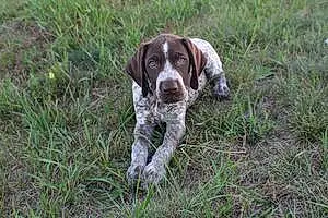Name German shorthaired pointer Dog Shadow