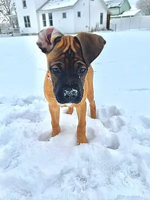 Name Boxer Dog Juno