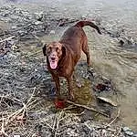 Dog, Water, Carnivore, Dog breed, Fawn, Snout, Tail, Soil, Recreation, Canidae, Wood, Winter, Freezing