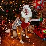 Dog, Light, Carnivore, Christmas Tree, Tree, Dog breed, Wood, Christmas Ornament, Fawn, Companion dog, Christmas Decoration, Happy, Plant, Event, Holiday, Christmas, Santa Claus, Ornament, Furry friends
