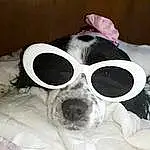 Glasses, Vision Care, Goggles, Dog, Sunglasses, Carnivore, Dog breed, Eyewear, Comfort, Ear, Companion dog, Whiskers, Snout, Dog Supply, Working Animal, Linens, Furry friends, Toy Dog, Canidae