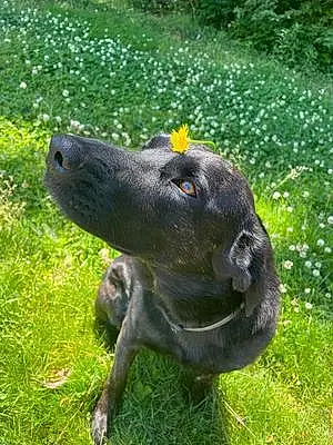 Name Labrador Retriever Dog Juno