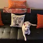 Dog, Furniture, Couch, Comfort, Studio Couch, Carnivore, Interior Design, Pillow, Companion dog, Dog Supply, Dog breed, Living Room, Linens, Wood, Felidae, Sofa Bed, Rectangle