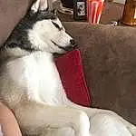 Dog, Dog breed, Comfort, Carnivore, Companion dog, Fawn, Couch, Working Animal, Lamp, Siberian Husky, Snout, Terrestrial Animal, Furry friends, Tail, Foot, Canidae, Sled Dog, Paw