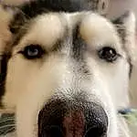 Nose, Dog, Dog breed, Carnivore, Jaw, Whiskers, Companion dog, Working Animal, Sled Dog, Snout, Close-up, Terrestrial Animal, Monochrome, Canidae, Furry friends, Siberian Husky, Black & White