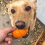 Dog, Rangpur, Dog Supply, Carnivore, Fawn, Pet Supply, Natural Foods, Dog breed, Calabaza, Working Animal, Wood, Citrus, Pumpkin, Cucurbita, Gourd, Companion dog, Snout, Winter Squash, Vegetable, Superfood