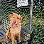 Dog, Dog breed, Fence, Fawn, Carnivore, Pet Supply, Grass, Mesh, Companion dog, Snout, Working Animal, Wire Fencing, Tail, Canidae, Wood, Outdoor Furniture, Chain-link Fencing, Dog Supply, Metal
