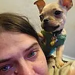 Nose, Skin, Dog, Eyebrow, Eyes, Eyelash, Ear, Jaw, Carnivore, Neck, Vision Care, Gesture, Happy, Iris, Working Animal, Fawn, Companion dog, Dog breed, Selfie, Toy