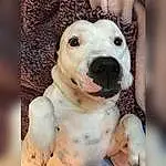 Dog, Canidae, Dog breed, Nose, Carnivore, Non-sporting Group, Dogo Argentino, Snout, Rare Breed (dog), American Bulldog, Fawn, Puppy love, Catahoula Bulldog, Bully Kutta, Pit Bull, Puppy