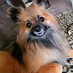 Dog, Dog breed, Carnivore, Companion dog, Fawn, Toy Dog, Snout, Liver, Terrestrial Animal, Whiskers, Canidae, Working Animal, Spitz, Furry friends, German Spitz, Dog Supply, Volpino Italiano, Non-sporting Group