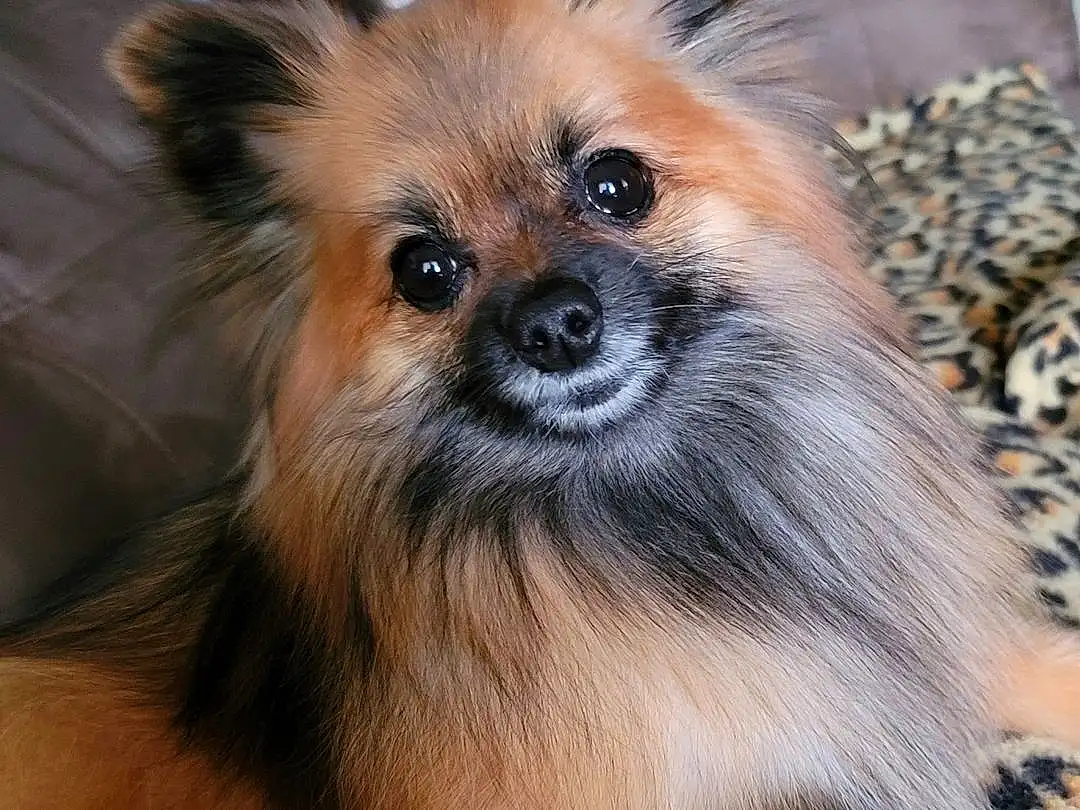 Dog, Dog breed, Carnivore, Companion dog, Fawn, Toy Dog, Snout, Liver, Terrestrial Animal, Whiskers, Canidae, Working Animal, Spitz, Furry friends, German Spitz, Dog Supply, Volpino Italiano, Non-sporting Group