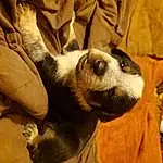 Dog, Eyes, Comfort, Carnivore, Dog breed, Whiskers, Fawn, Companion dog, Wood, Working Animal, Snout, Terrestrial Animal, Couch, Paw, Furry friends, Tail, Canidae, Linens, Puppy