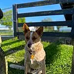 Dog, Sky, Plant, Carnivore, Dog breed, Grass, Fawn, Companion dog, Snout, Whiskers, Tail, Chihuahua, Terrestrial Animal, Terrier, Toy Dog, Wood, Canidae, Fence