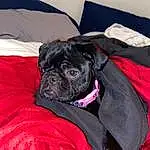 Dog, Dog breed, Carnivore, Comfort, Grey, Companion dog, Fawn, Pug, Snout, Working Animal, Canidae, Dog Supply, Furry friends, Wrinkle, Liver, Linens, Magenta, Toy Dog, Terrestrial Animal