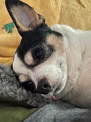 Name Chihuahua Dog Moe
