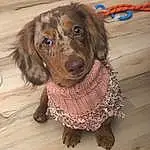 Dog, Dog breed, Carnivore, Liver, Dog Clothes, Companion dog, Fawn, Wood, Dog Supply, Clock, Snout, Working Animal, Spaniel, Canidae, Furry friends, Hardwood, Puppy, Leash