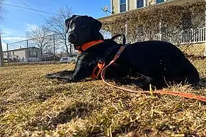 Firstname Labrador Retriever Dog Duke