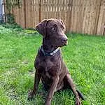 Dog, Carnivore, Fence, Collar, Plant, Liver, Dog breed, Dog Collar, Gun Dog, Companion dog, Home Fencing, Whiskers, Pet Supply, Grass, Working Animal, Groundcover, Tree, Terrestrial Animal, Picket Fence