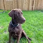 Dog, Liver, Collar, Carnivore, Fence, Dog breed, Working Animal, Companion dog, Fawn, Dog Collar, Pet Supply, Gun Dog, Snout, Grass, Terrestrial Animal, Canidae, Home Fencing, Whiskers, Groundcover, Working Dog