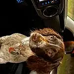 Vehicle, Car, Jaw, Vroom Vroom, Carnivore, Steering Wheel, Automotive Design, Dog, Steering Part, Personal Luxury Car, Whiskers, Working Animal, Companion dog, Liver, Vehicle Door, Collar, Snout, Dog breed, Felidae, Auto Part