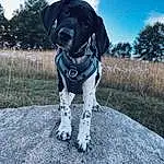 Sky, Dog, Plant, Cloud, Dog breed, Carnivore, Collar, Tree, Working Animal, Fawn, Dog Collar, Companion dog, Pet Supply, Snout, Gun Dog, Leash, Grass, Whiskers, Canidae