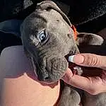Ear, Working Animal, Gesture, Carnivore, Fawn, Dog, Snout, Dog breed, Wrinkle, Close-up, Whiskers, Terrestrial Animal, Comfort, Electric Blue, Thumb, Nail, Flesh, Non-sporting Group