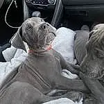 Dog, Steering Part, Vroom Vroom, Grey, Vehicle Door, Comfort, Steering Wheel, Carnivore, Auto Part, Car Seat Cover, Vehicle, Family Car, Car Seat, Automotive Wheel System, Automotive Exterior, Dog breed, Automotive Design, Car, Stuffed Toy, Luxury Vehicle