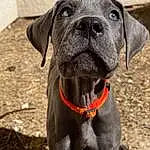 Dog, Carnivore, Collar, Dog breed, Fawn, Whiskers, Liver, Dog Collar, Companion dog, Working Animal, Snout, Pet Supply, Borador, Canidae, Working Dog, Terrestrial Animal, Non-sporting Group, Gun Dog, Hunting Dog