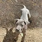 Dog, Carnivore, Dog breed, Fawn, Collar, Snout, Soil, Canidae, Tail, Leash, Adventure, Working Animal, Dog Supply, Dog Collar, Non-sporting Group, Hunting Dog, Terrestrial Animal, Working Dog