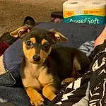 Dog, Dog breed, Canidae, Carnivore, Puppy, Snout, Potcake Dog, Miniature Pinscher, Street dog, Rare Breed (dog), Companion dog, Feist, Paw, Fawn, Toy Dog