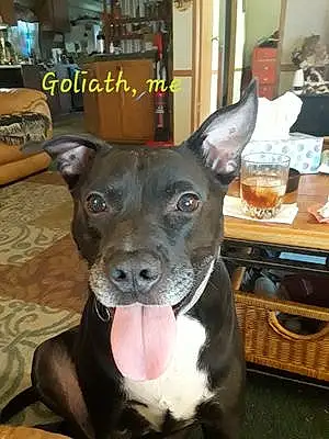 Name Dog Goliath